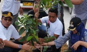 Jalan Baru Depan SKPD Sidrap Dihijaukan dengan Ratusan Pohon Alpukat 