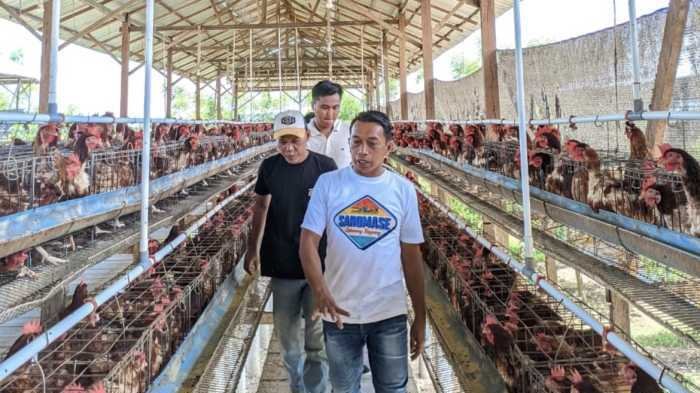 Di Sidrap, Petani dan Peternak Sudah Pakai Transaksi QRIS, Diarahkan oleh Bupati