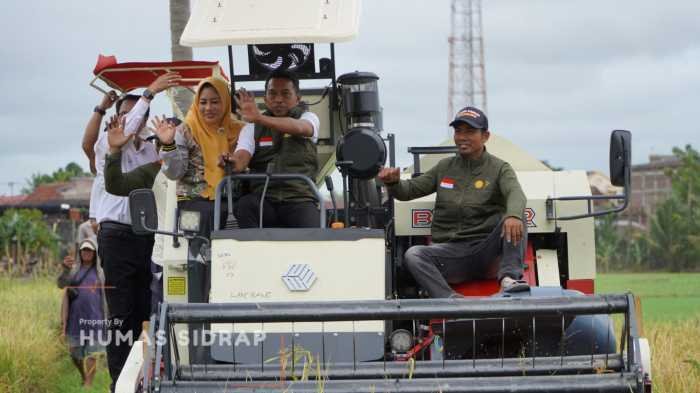 Lancirang Panen IP300, Mantapkan Peran Sidrap Penyangga Pangan Nasional