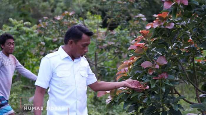 Bupati Sidrap Cek Pengerukan Bendungan Alekarajae, Dukung Pengairan 1.300 Hektare Sawah 