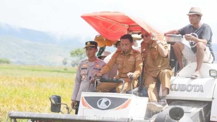 Bupati Sidrap Ikut Nyebur ke Sawah, Panen Raya di Desa Lise Bikin Petani 'Senyum 9,1 Ton'